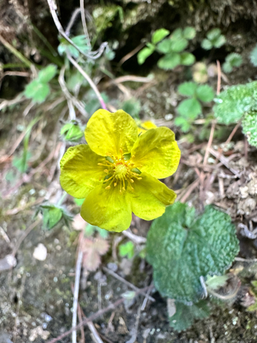 Potentilla matsumurae, photograph 2