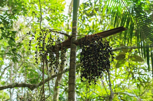 Euterpe edulis