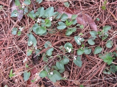 Viola arcuata