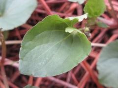 Viola arcuata