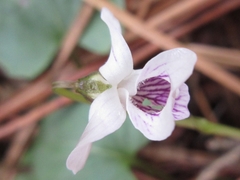 Viola arcuata