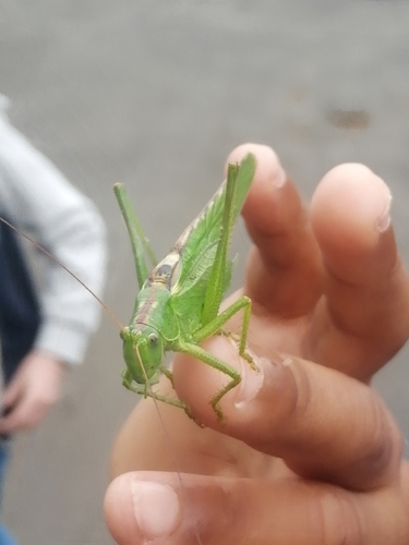 Great Green Bush-cricket