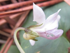 Viola arcuata