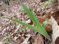 Carex