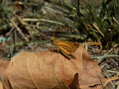 Hylephila phyleus