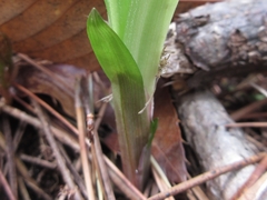 Carex