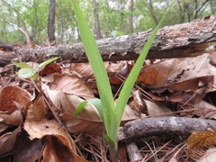 Carex