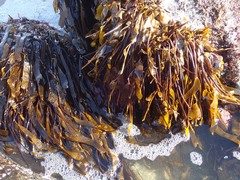 Laminaria sinclairii