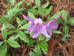 Rhododendron yedoense