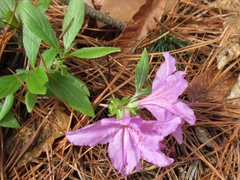 Rhododendron yedoense