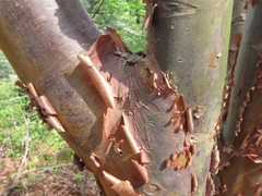 Acer griseum