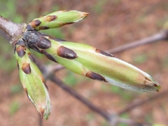 Acer griseum