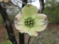Cornus florida