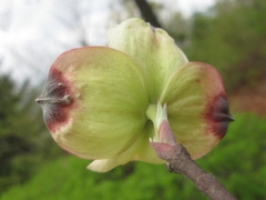 Cornus florida
