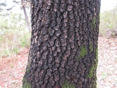 Cornus florida