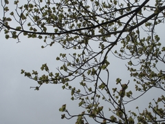 Cornus florida