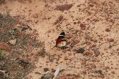 Danaus chrysippus alcippus