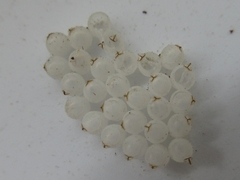 Hemiptera