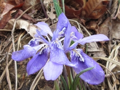 Iris rossii