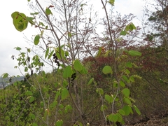Corylopsis gotoana