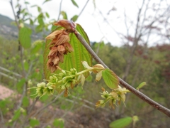 Corylopsis gotoana