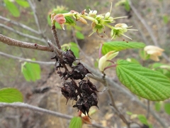 Corylopsis gotoana