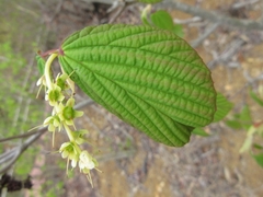 Corylopsis gotoana