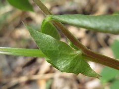 Desmodium