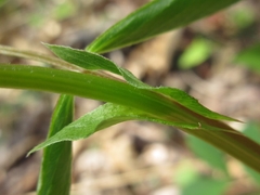 Desmodium