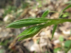 Desmodium