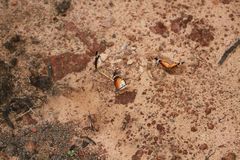 Danaus chrysippus alcippus