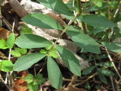 Desmodium