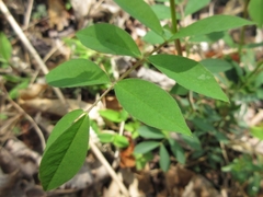 Desmodium