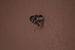 Junonia sophia