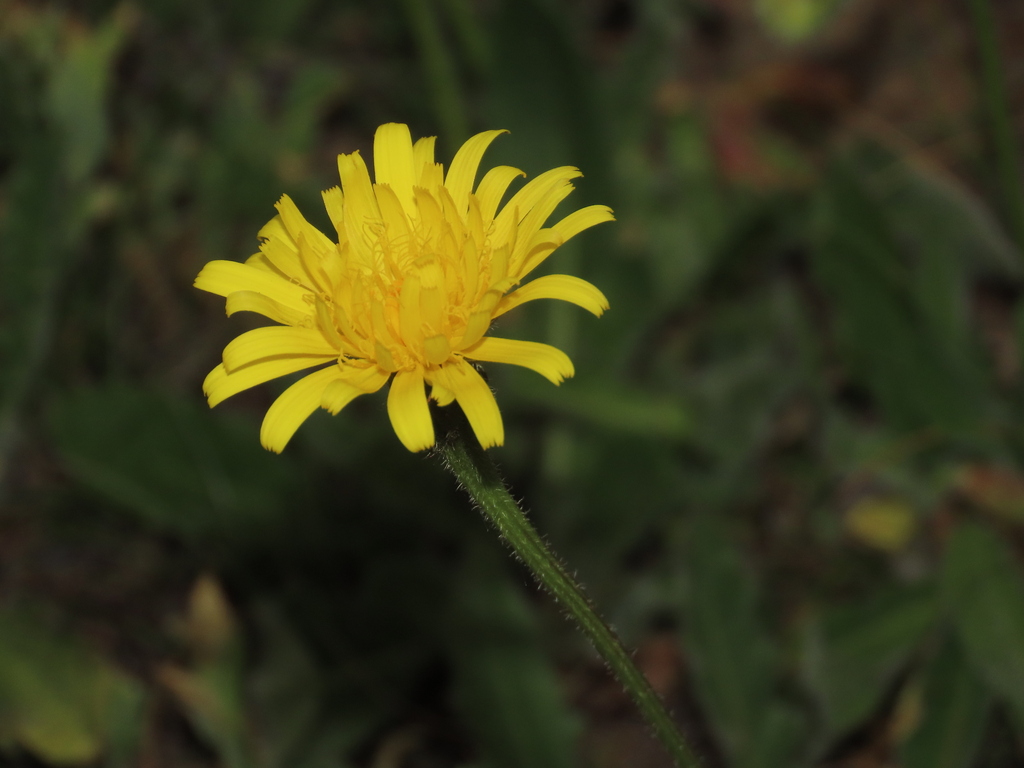 Leontodon bourgaeanus