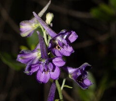 Delphinium pentagynum
