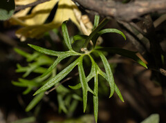 (c) Daniela Costa, some rights reserved (CC BY) Delphinium pentagynum, photograph (c) Daniela Costa, some rights reserved (CC BY)
