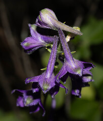 (c) Daniela Costa, some rights reserved (CC BY) Delphinium pentagynum, photograph (c) Daniela Costa, some rights reserved (CC BY)