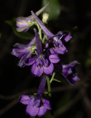 Delphinium pentagynum, photograph 2