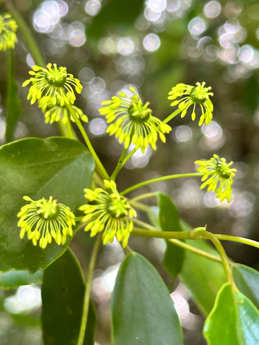 Trochodendron aralioides, photograph 6