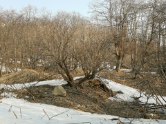 Sambucus kamtschatica