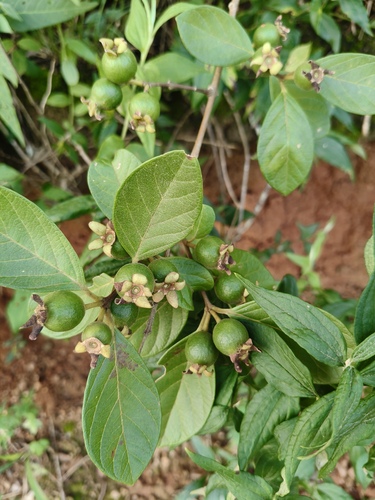 Psidium guineense, photograph 2