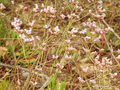 Limonium angustebracteatum