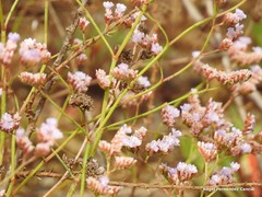 Limonium angustebracteatum