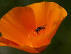 Platycheirus stegnus