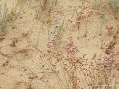 Limonium angustebracteatum