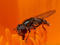 Platycheirus stegnus