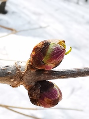 Sambucus kamtschatica