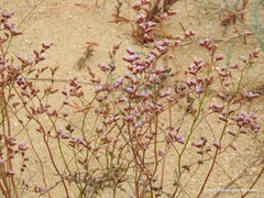 Limonium angustebracteatum