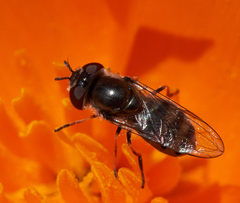 Platycheirus stegnus